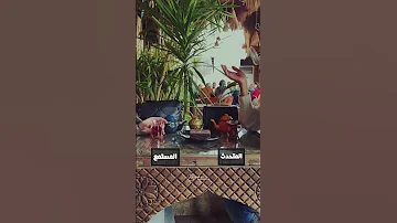 أنت سندي أنت ضهري وصاحبة عمري كله 