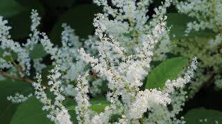 Lake County SWCD Terrestrial Invasive Species