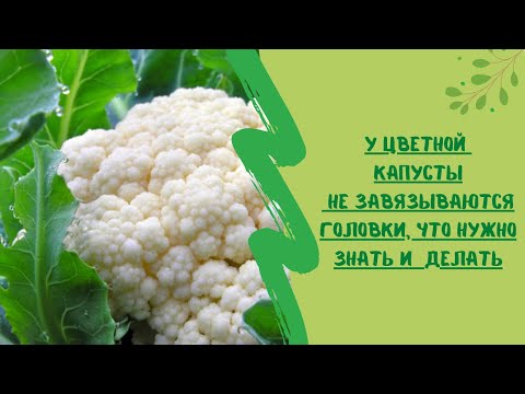 У цветной капусты не завязываются головки, что нужно знать и  сделать