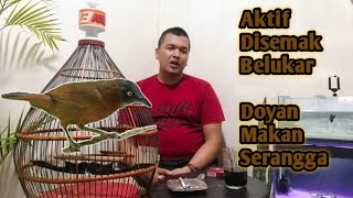 Download Lagu Mengenal Burung Tepus Kepala Kelabu Dan Cara Perawatannya MP3