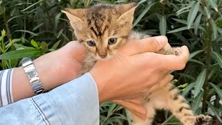 Little Kitten Found his Lost Mother