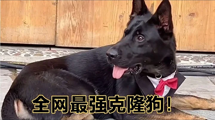 狗狗與主人默契配合，它的行為能完全複製它的前輩神犬步槍！【網紅故事分享】 - 天天要聞