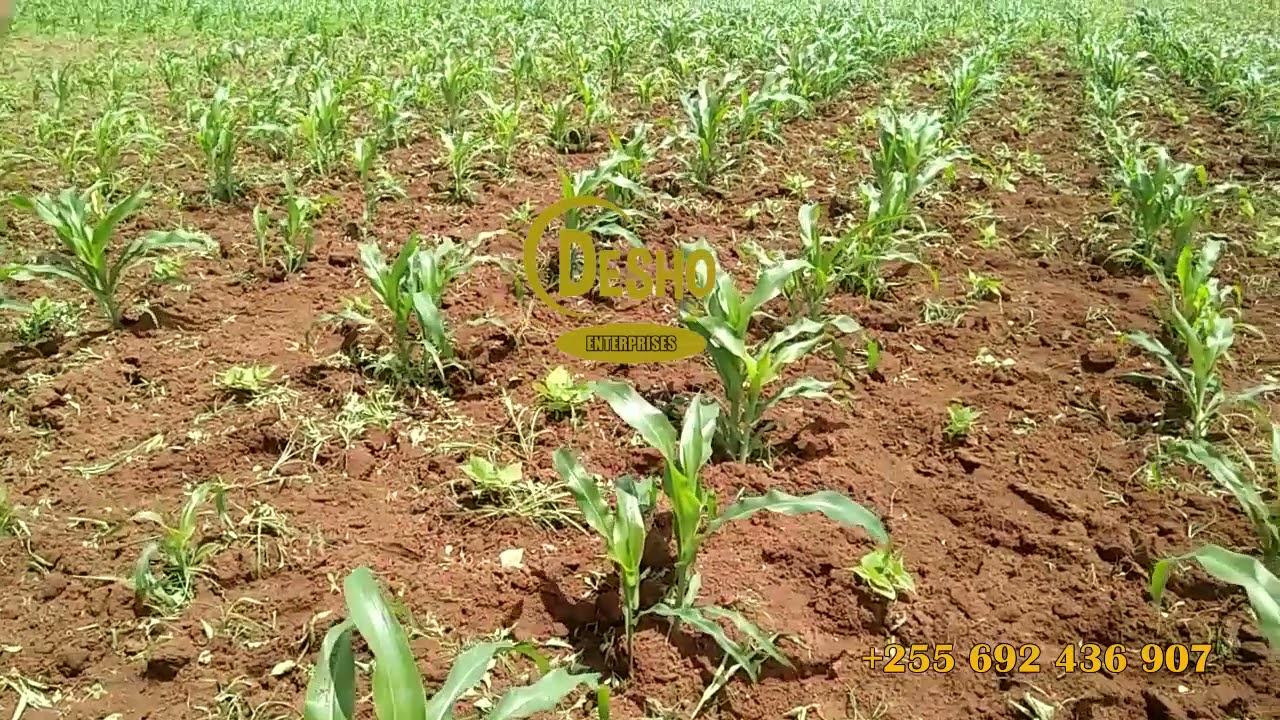 Kilimo cha mahindi kuanzia kuandaa shamba hadi mavuno chini ya udhamini