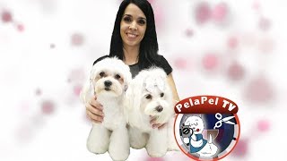 PELUQUERÍA CANINA ESTILO ASIÁTICO  BICHON MALTÉS CON SONIA LUENGO DE ARTERO CREATIVE TEAM