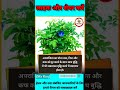 🌳अपराजिता के फायदे 🌳Aparajita Ke Fayde #shorts #aparajita #medicinalplants #ayurveda #ayush #drxkunj