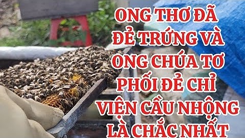 Cách trị ong thợ đẻ trứng