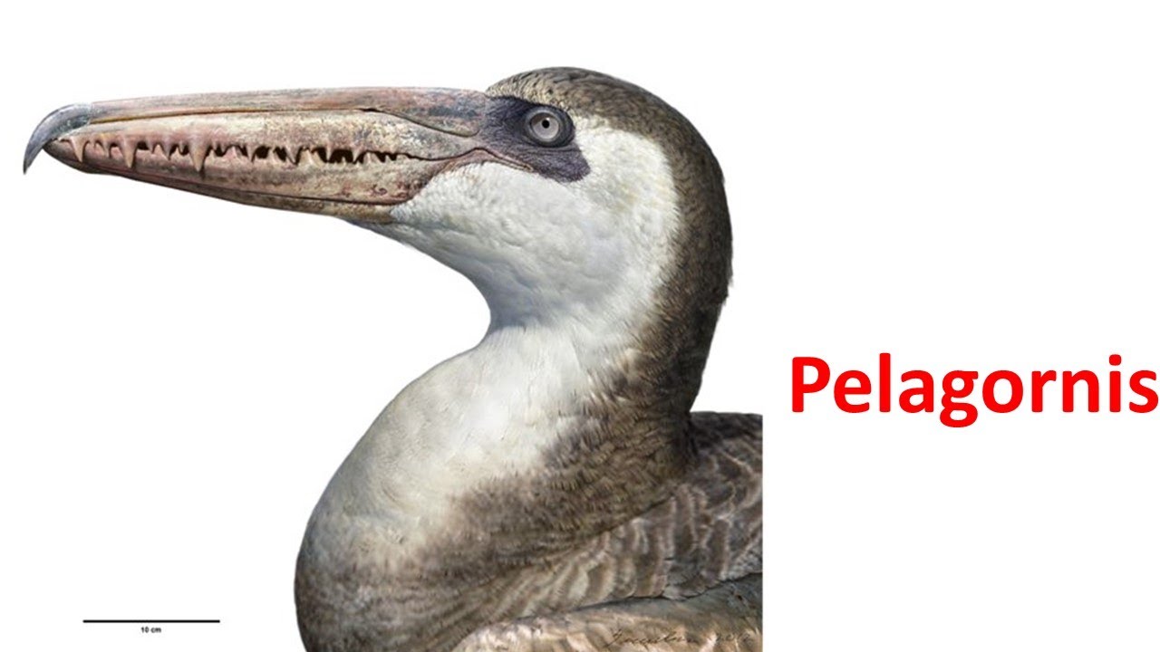 Pelagornis
