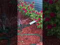 my beautiful rose garden clicks | “A rose does not answer its enemies with words, but with beauty.”