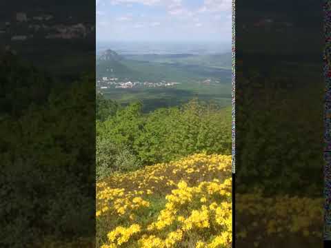 Рододендрон жёлтый на склонах горы Бештау