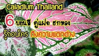 ความแตกต่าง ระหว่างบอนสี ฮกหลง เพชรพันล้าน มหาเทพ ไกรทองประเสริฐ ขุนศรีคชคง