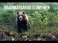 BRAUNBÄRSAFARI IN SLOWENIEN!