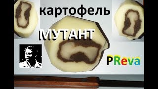 Картофель мутант