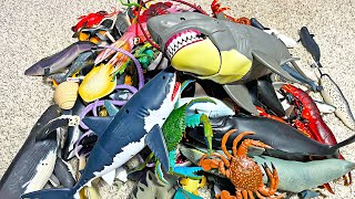 Entire Sea Animals Collection  Shark, Whale, Dolphin, Turtle, Crab, Squid, Dugong, Eel, Fish
