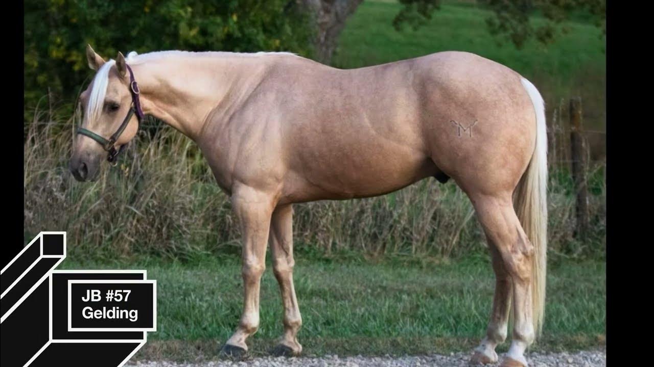 Hip No. 57 "JB" Lolli Bros Sale on 11/2/24 YouTube