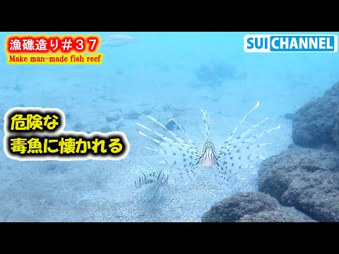 猛毒を持つ危険な毒魚に懐かれた！【漁礁造り#３７】