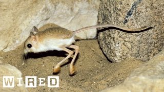 Absurd Creatures | This Tiny Adorable Critter Is Half Kangaroo, Half Velociraptor