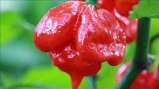 The Hottest Peppers on Earth: Are You Tough Enough?