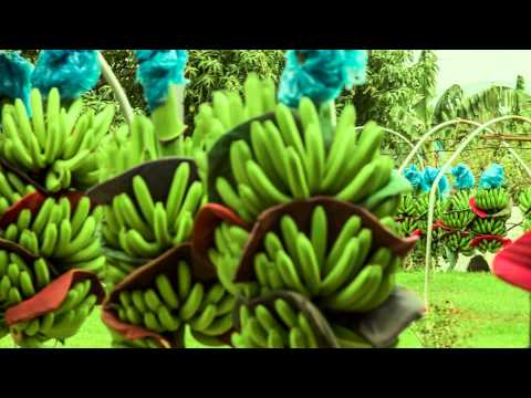 Video: Kaip Laikyti Bananus, Kad Jie Nepajuoduotų