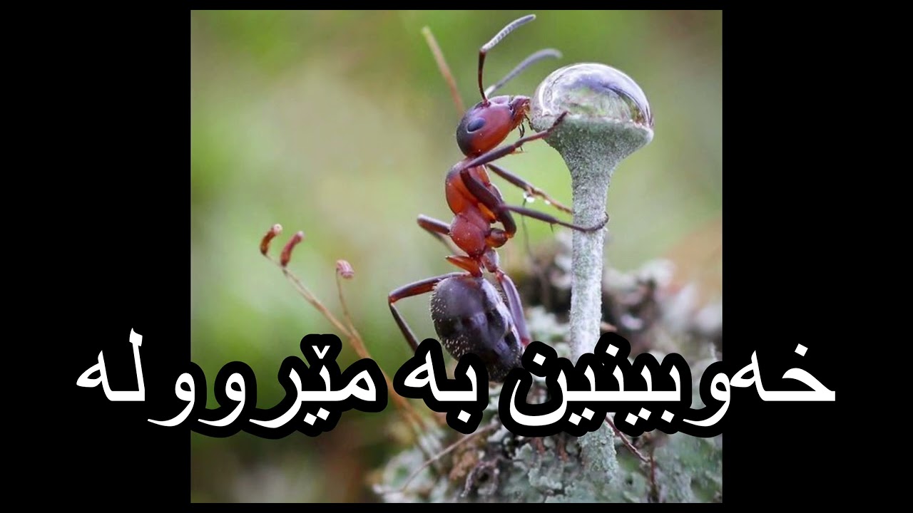 خەوبینین بە مێروولە