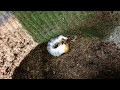 【オオクワガタ】三齢幼虫脱皮の様子