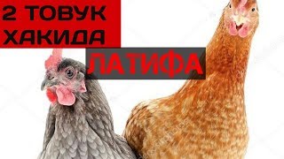 ✅ЛАТИФА 2 ТОВУК ХАКИДА | 2 TOVUK HAKIDA LATIFA