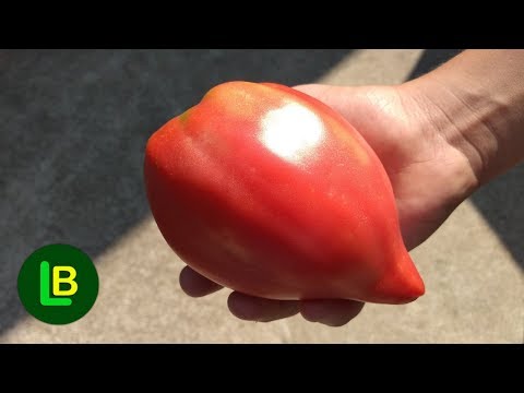 Video: Rajčice otporne na bolesti – saznajte više o biljkama paradajza otpornim na bolesti