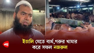 ইতালি যেতে ব্যর্থ,গরুর খামার করে সফল নজরুল | Cow farm in bangladesh | Protidiner Bangladesh