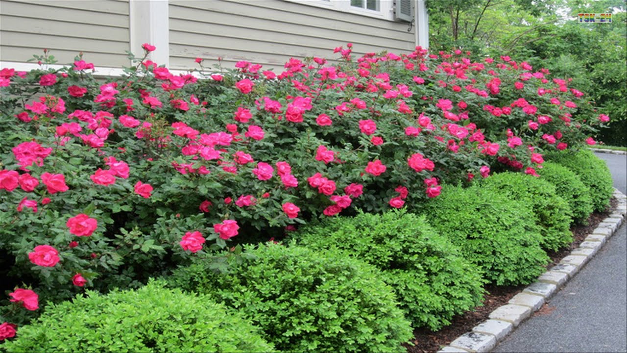 Соседство роз. Изгородь для парковой розы.