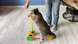 RACCOON LEARNS TO RIDE A SCOOTER AND SWING