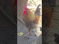 Desi Poultry Rooster