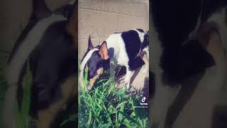 Mini Bull Terrier Says Hello..