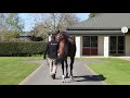 Haunui Farm Stallion Parade 2020