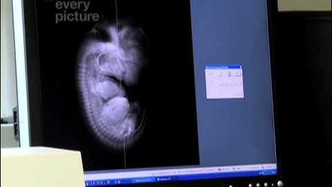 Mouse embryo comes to life in 3D