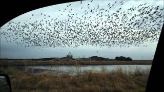 Climate Change and its affects on Waterfowl Migration (B. Vorderstrasse)