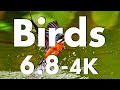 Birds-6 (4.5K)