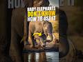 ELEPHANTS HAVE TO LEARN THEIR TRUNKS | YOURFACTSBUNNY #shorts #animals #youtubeshorts #viral #facts