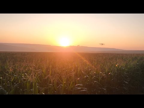 DRONE SPRAYING CORN