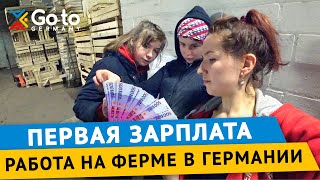 Первая зарплата на ферме в Германии и цены в местных магазинах