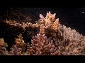 Billions of corals born on Australia&#39;s Great Barrier Reef