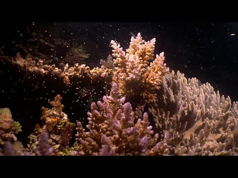 Billions of corals born on Australia