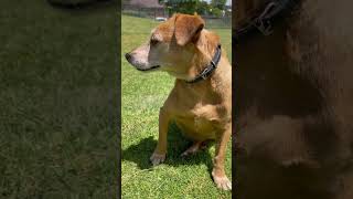 Jack Russell Terrier Ii Best Watch Dogs Always Alert Ii Great Hunters