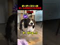 ボーダーコリーにボールを見せてはいけません！
