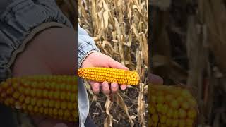 #agro #automobile #ротоватор #smartphone #агротехнологии #farming #агробізнес #agriculture #соняшник