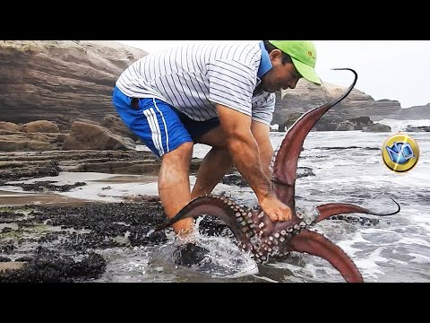 Incredibile! l'uomo del pescatore estrae un grande polpo