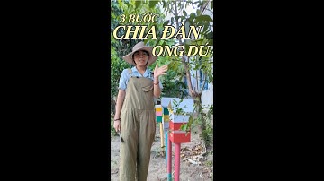 3 Bước chia đàn ong dú [99% THÀNH CÔNG] 🐝