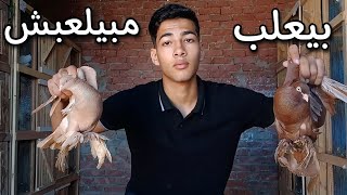 ازاى تعرف الحمام الشقلباظ بيعلب ولا مش بيعلب