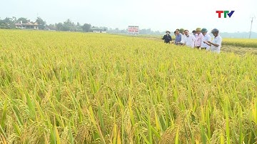 Phim khoa giáo: Xây dựng mô hình sản xuất lúa gạo an toàn theo chuỗi giá trị