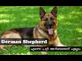 german shepherd malayalam : German Shepherd Dog Facts In Malayalam അറിയേണ്ടതെല്ലാം