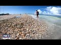 Lido beach covered with rare shells