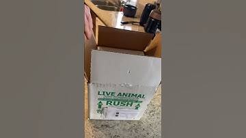 Baby Keeled Box Turtle (Cuora mouhotii) Unboxing #reptiles #animals #babyturtle #boxturtle